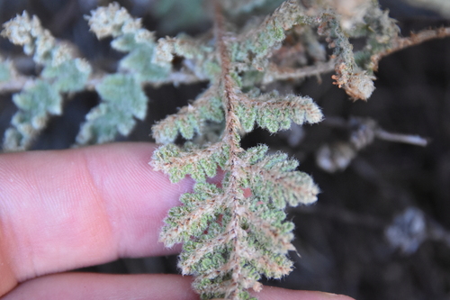 Image of Myriopteris windhamii by no rights reserved