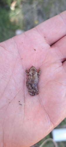 Beeping Froglet, Crinia parinsignifera