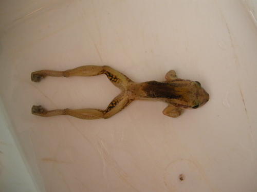 Red Snouted Tree Frog