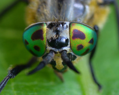 Chrysops divaricatus