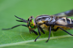 Chrysops divaricatus
