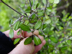 Corokia
