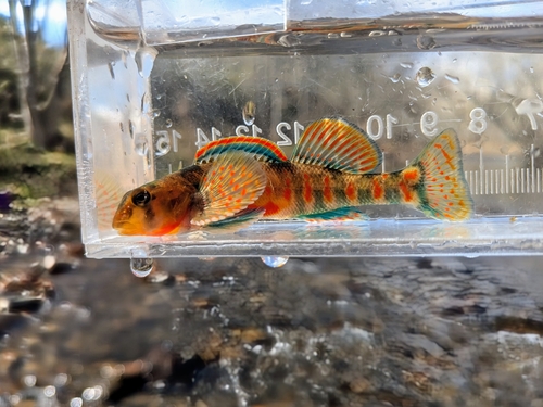 Kanawha Darter (Etheostoma kanawhae) — Percidae — 5