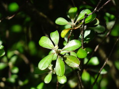 Corokia