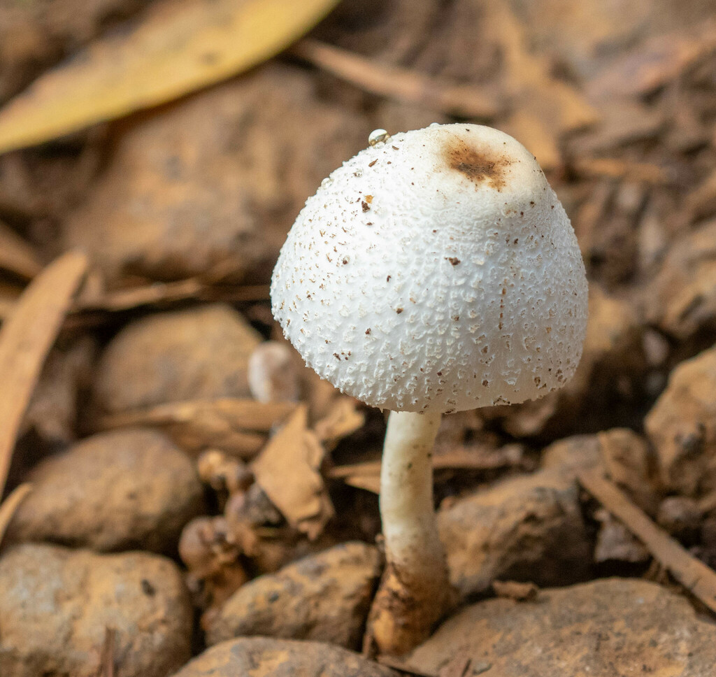 Field Mushrooms And Allies From Koke'e, Kauai County, Hi, Usa On 