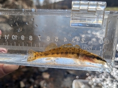 Sharpnose Darter photo 5