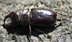 Lucanus capreolus