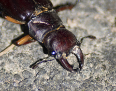 Lucanus capreolus
