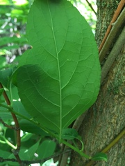 Celastrus scandens