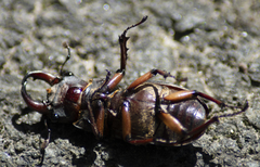 Lucanus capreolus