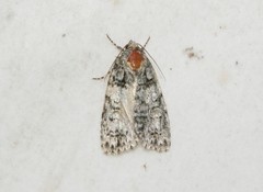 Acronicta retardata