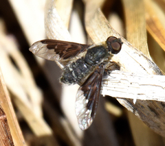 Hemipenthes seminiger