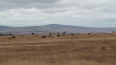 Connochaetes taurinus albojubatus