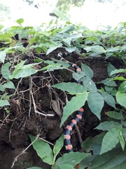 Scolecophis atrocinctus