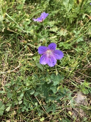 Geranium saxatile