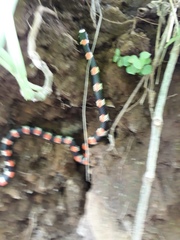 Scolecophis atrocinctus