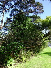 Planchonella costata