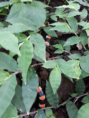 Scolecophis atrocinctus