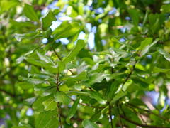 Planchonella costata