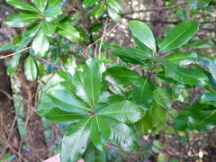 Planchonella costata