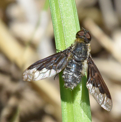Hemipenthes seminiger