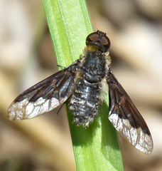Hemipenthes seminiger