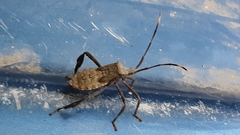 Acanthocephala declivis