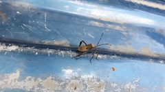 Acanthocephala declivis