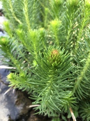 Rhodiola kirilowii