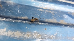 Acanthocephala declivis