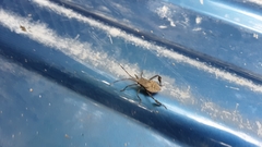 Acanthocephala declivis