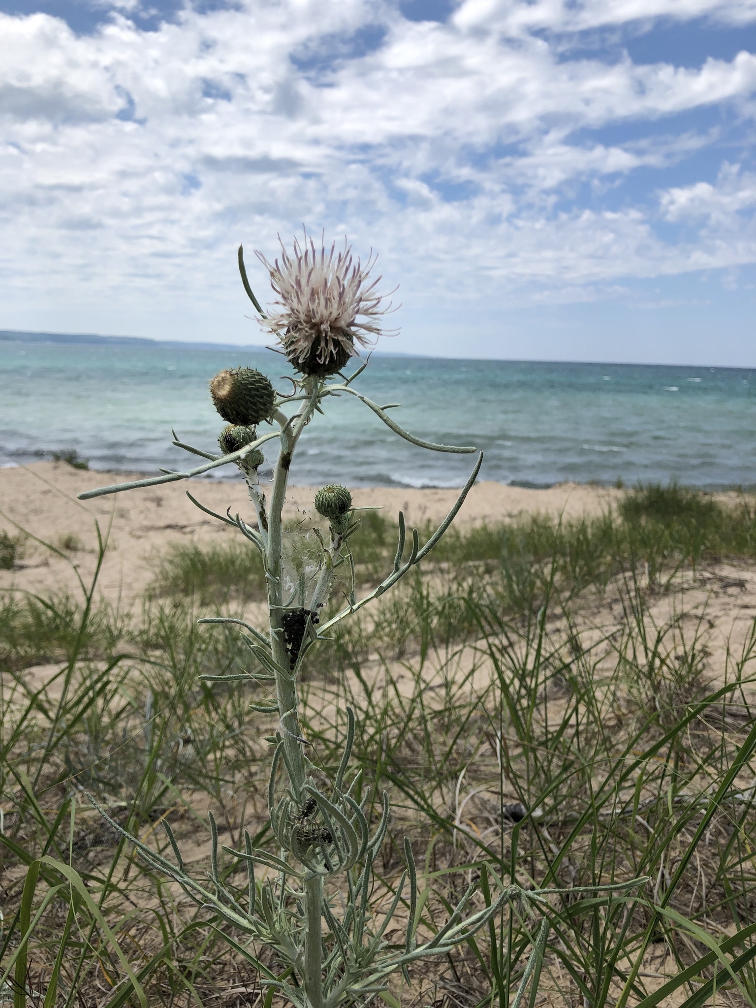 Cirsium pitcheri