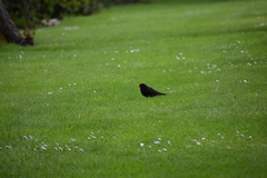 Turdus merula