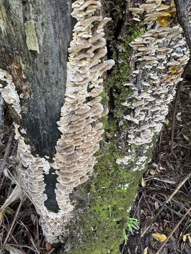 Trametes versicolor