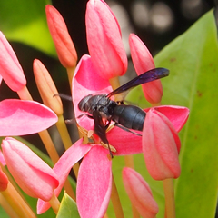 Allorhynchium chinense