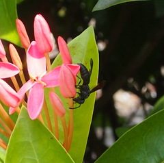 Allorhynchium chinense