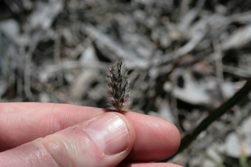 Image of Neurachne alopecuroidea by (c) Benjamin Anderson, some rights reserved (CC BY)