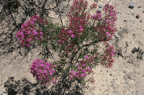 Image of Verticordia monadelpha by (c) Benjamin Anderson, some rights reserved (CC BY)
