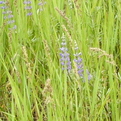 Lupinus wyethii