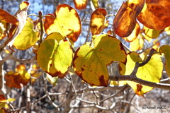 Schizenterospermum rotundifolium