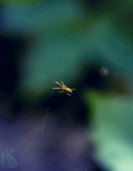 Neospintharus trigonum