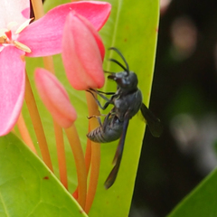 Allorhynchium chinense