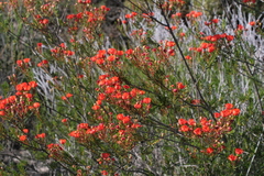 Pileanthus rubronitidus