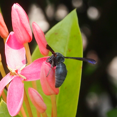 Allorhynchium chinense