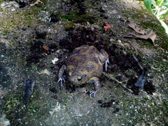 Uperodon systoma