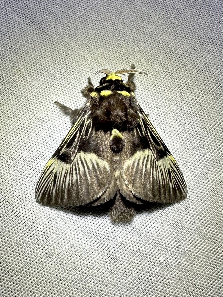 Megalopyge lampra