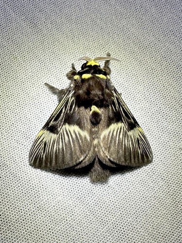 Megalopyge lampra