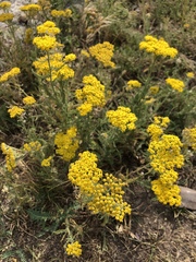 Achillea arabica