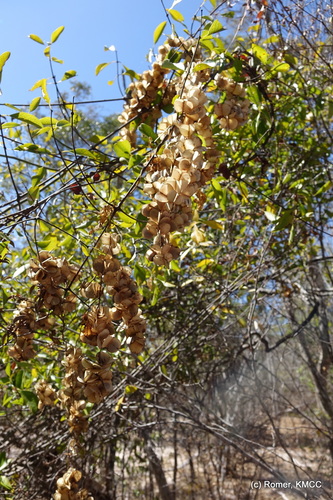 Dioscorea bemarivensis (Dioscorea bemarivensis)