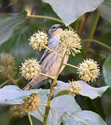 Audubon's Warbler